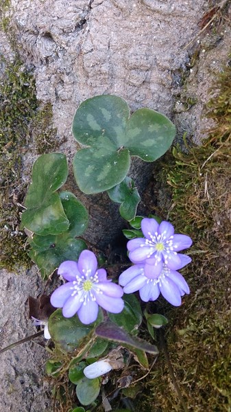 Hepatica n. Anémone hépatique FFF1519 Bleu (Copier).jpg