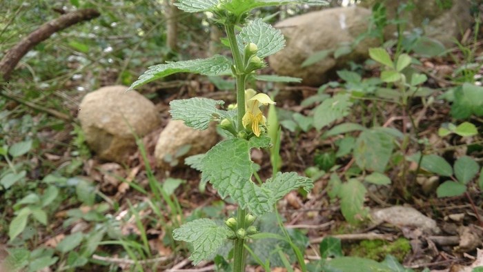 Lamium g. Lamier jaune (Copier).jpg