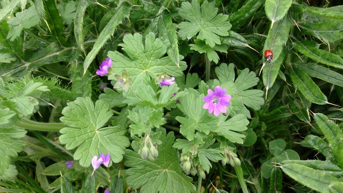 Malva s. Grande mauve (Copier).JPG