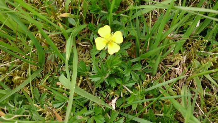 Potentilla a. Potentille d'Angleterre (Copier).JPG