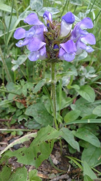 PI Brunelle commune  Prunella vulgaris (Copier).JPG