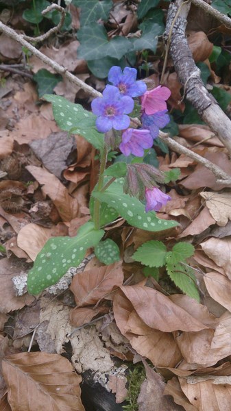 Pulmonaria o. Pulmonaire officinale (Copier).jpg