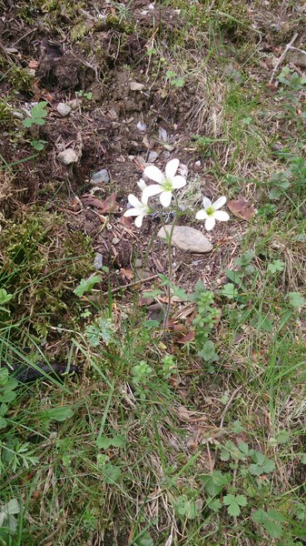 Saxifraga r. Saxifrage à feuilles rondes (Copier).jpg