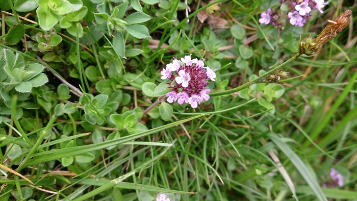 Thymus s. Serpolet (Copier).JPG