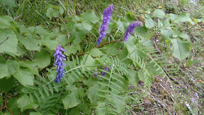 Vicia c. Vesce craque (Copier).JPG