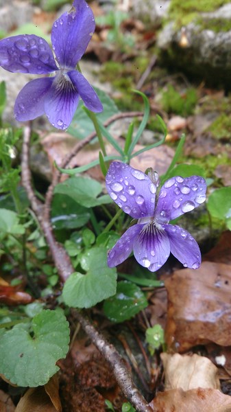 Viola o. Violette odorante (Copier).jpg