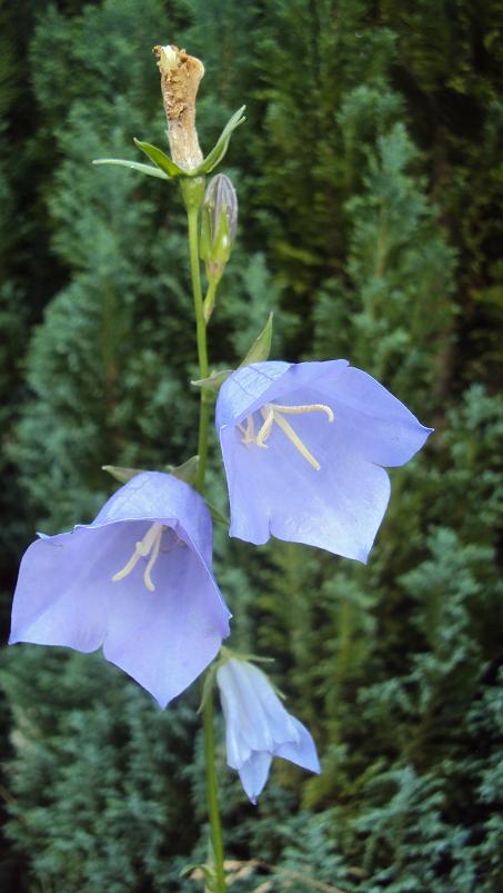 Campanule.jpg