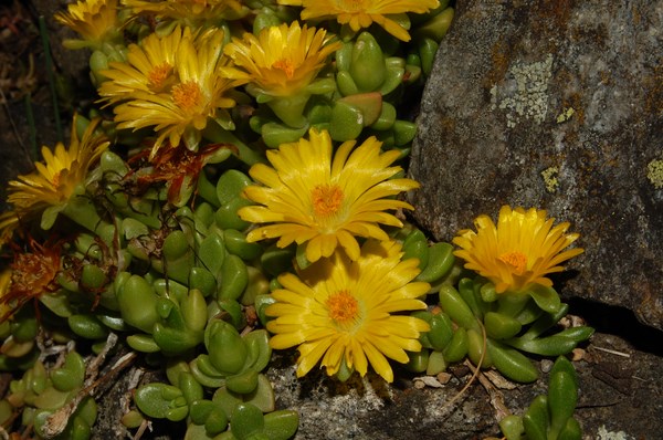 Delosperma nubigenum4 [1600x1200].JPG