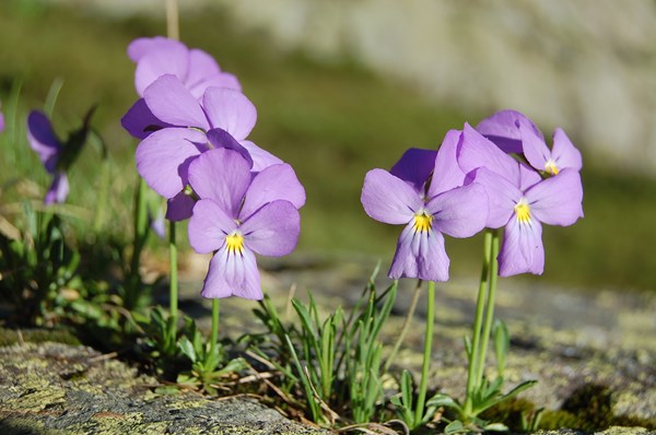 Viola calcarata9 [1600x1200].JPG