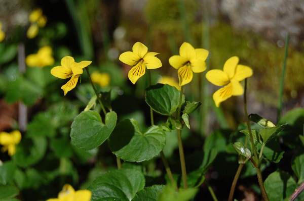 Viola biflora4 [1600x1200].JPG