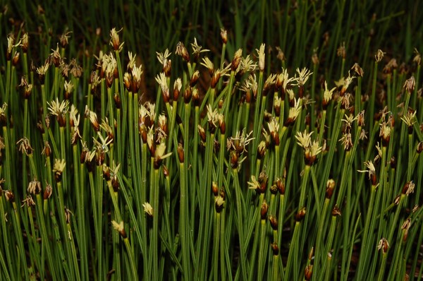 Trichophorum cespitosum4 [1600x1200].JPG