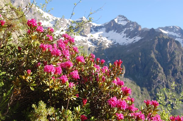 Rhododendron ferrugineum [1600x1200].JPG
