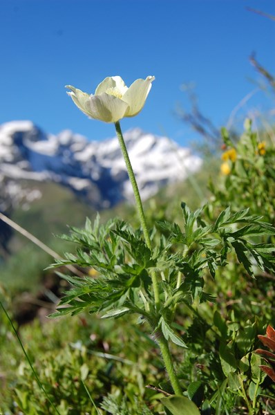 Pulsatilla alpina apiifolia5 [1600x1200].JPG