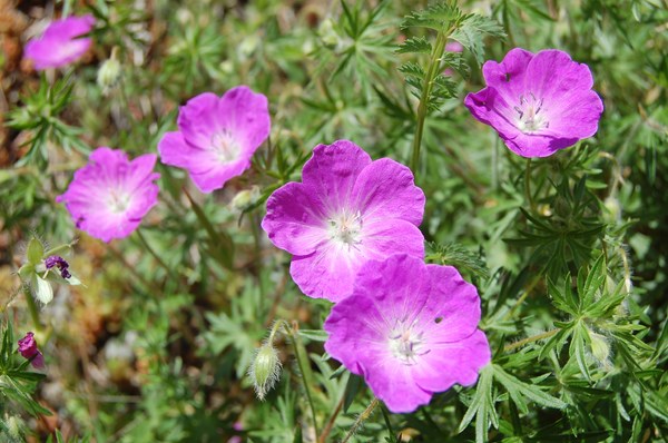Geranium sanguineum5 [1600x1200].JPG