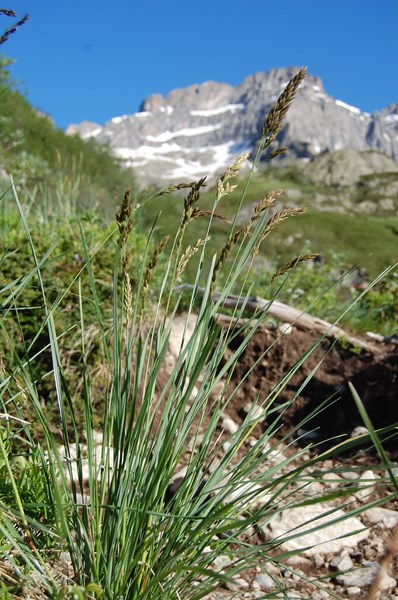 Festuca paniculata5 [1600x1200].JPG