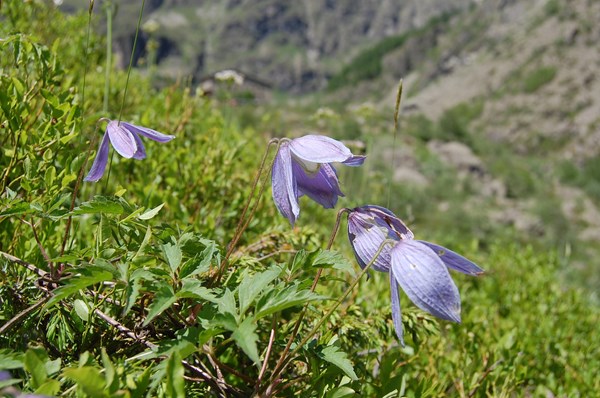 Clematis alpina6 [1600x1200].JPG