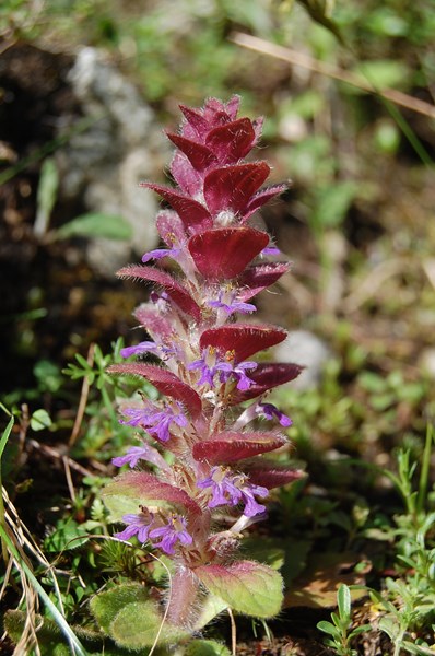 Ajuga pyramidalis4 [1600x1200].JPG