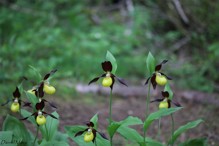 Cypripedium calceolus<br />Sabot de Vénus