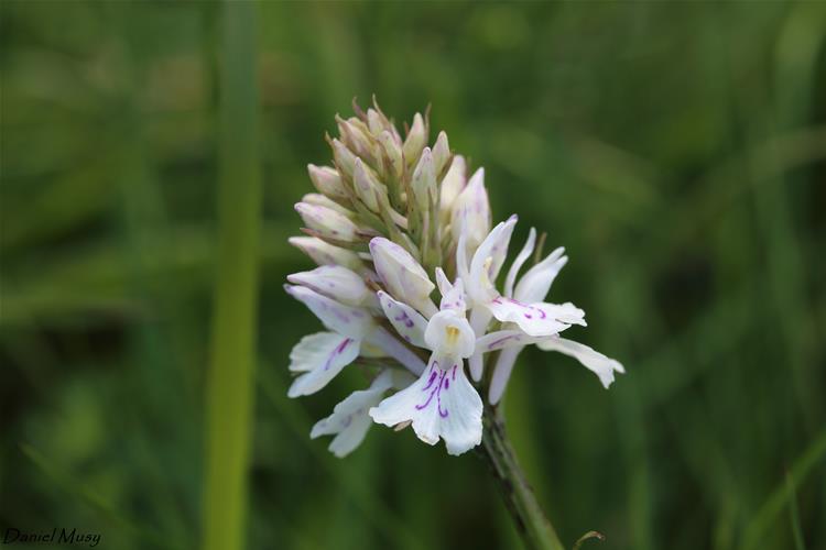 Dactylorhiza maculata forme alba<br />Orchis tacheté forme blanche