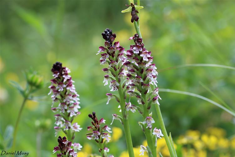 Neottia ustulata<br />Orchis ustulata<br />Orchis brulé