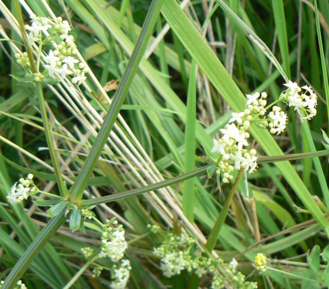 Galium1.jpg
