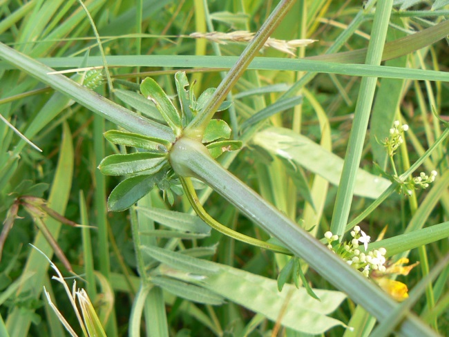 Galium3.jpg