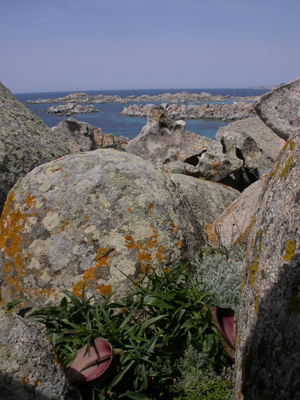 île Lavezzi 13.jpg