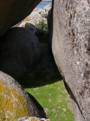 gazon à Nananthea perpusilla 2.jpg