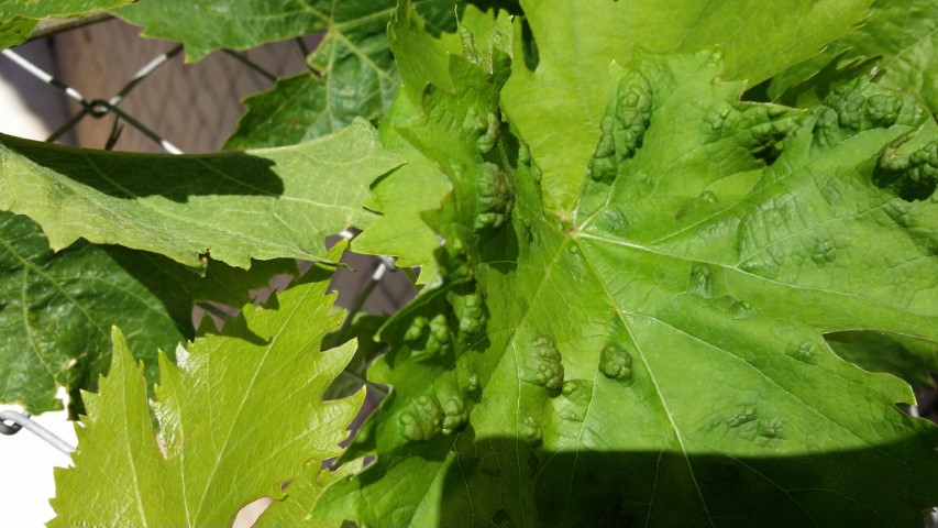 feuille vigne recto.jpg