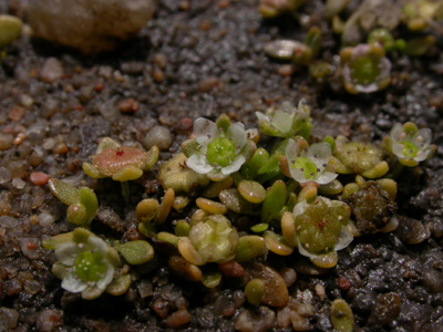 Elatine hydropiper pedunculata pl.16.JPG