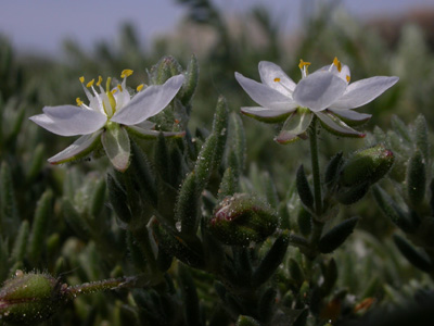 Spergularia macrorhiza f.fl.3.jpg