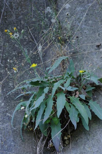 Hieracium stelligerum aux flles couvertes de poils étoilés recto-verso