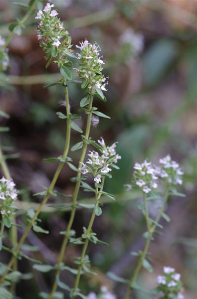 Thymus nitens à flles complètement glabres et +/- arbustif
