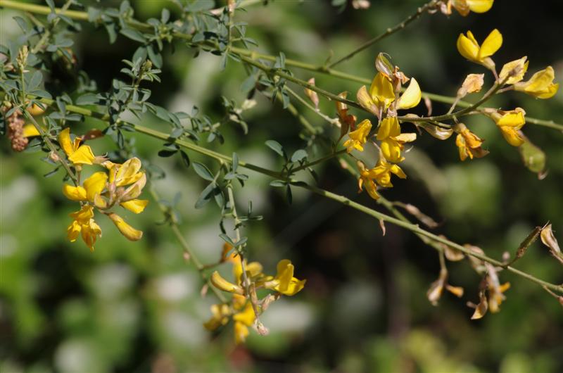 Adenocarpus complicatus ssp complicatus