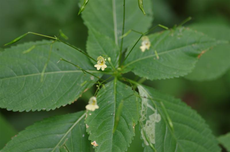 Impatiens parviflora