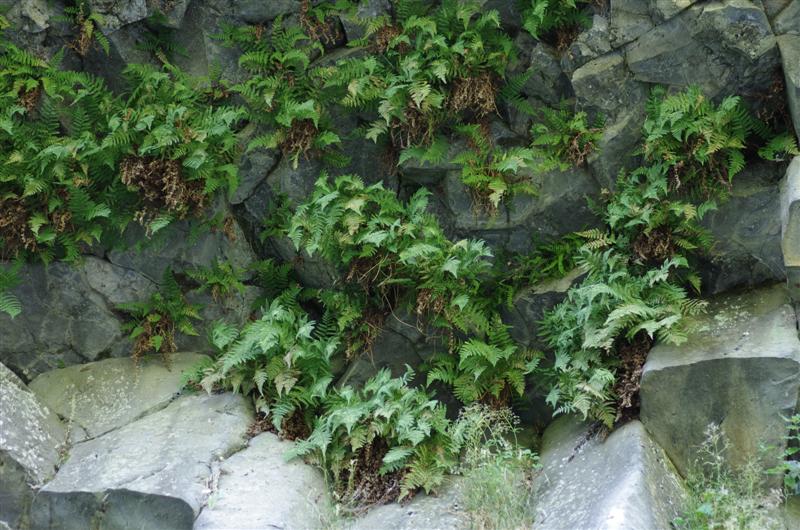 Dryopteris tyrrhena en surplomb au dessus des orgues