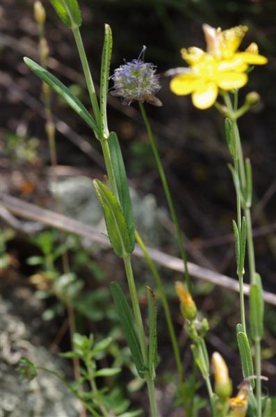Hypericum linariifolium