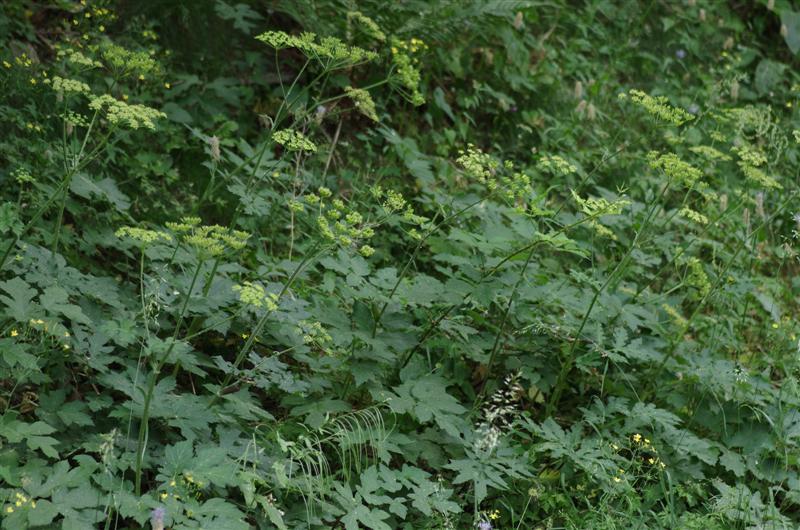 Heracleum sibiricum