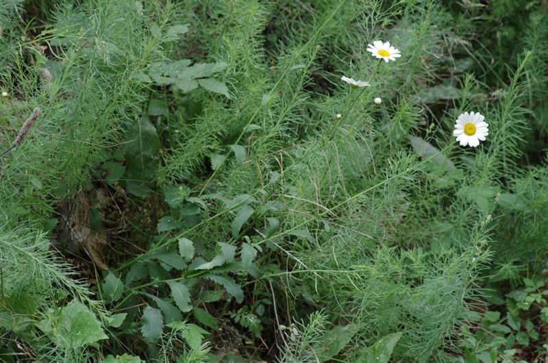 Leucanthemum subglaucum