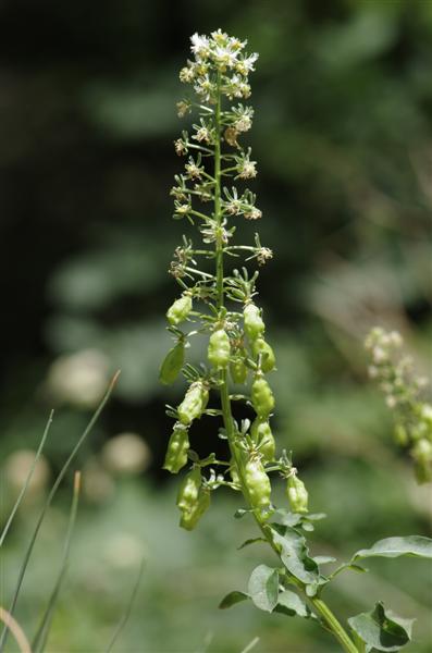 reseda jacquinii