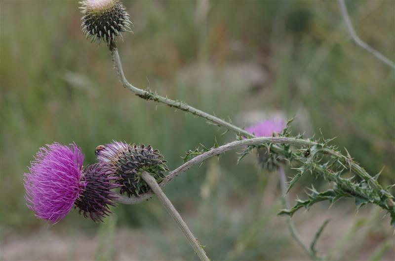 Carduus nigrescens ssp vivariensis