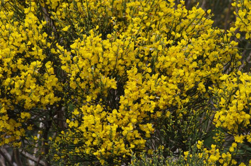 Cytisus oromediterraneus