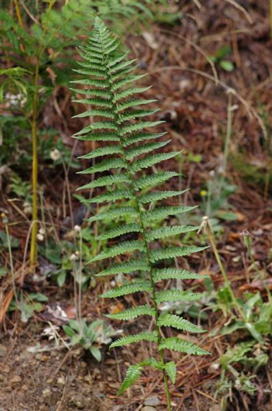 Dryopteris ardechensis
