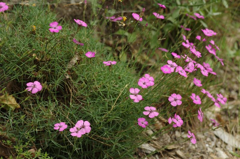 Dianthus graniticus aux flles finement ciliées et onglet poilu