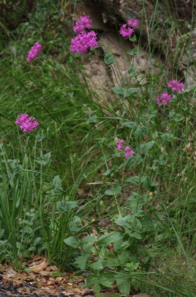 Silene armeria