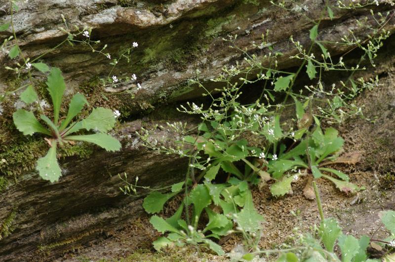 Saxifraga clusii dans les abris sous roche