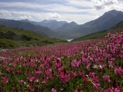 pelouse à Onobrychis montana au dessus du lac du Mt-Cenis 2.jpg