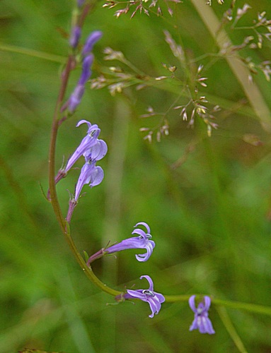 DSC_0712.JPG