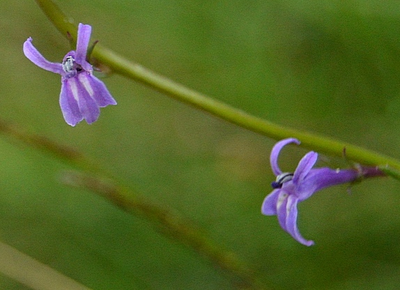 DSC_0713.JPG