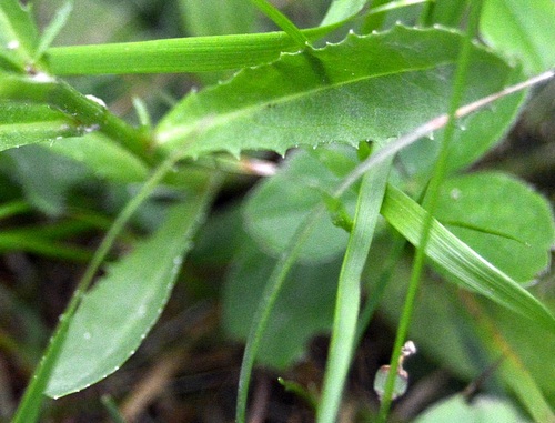DSC_0715.JPG